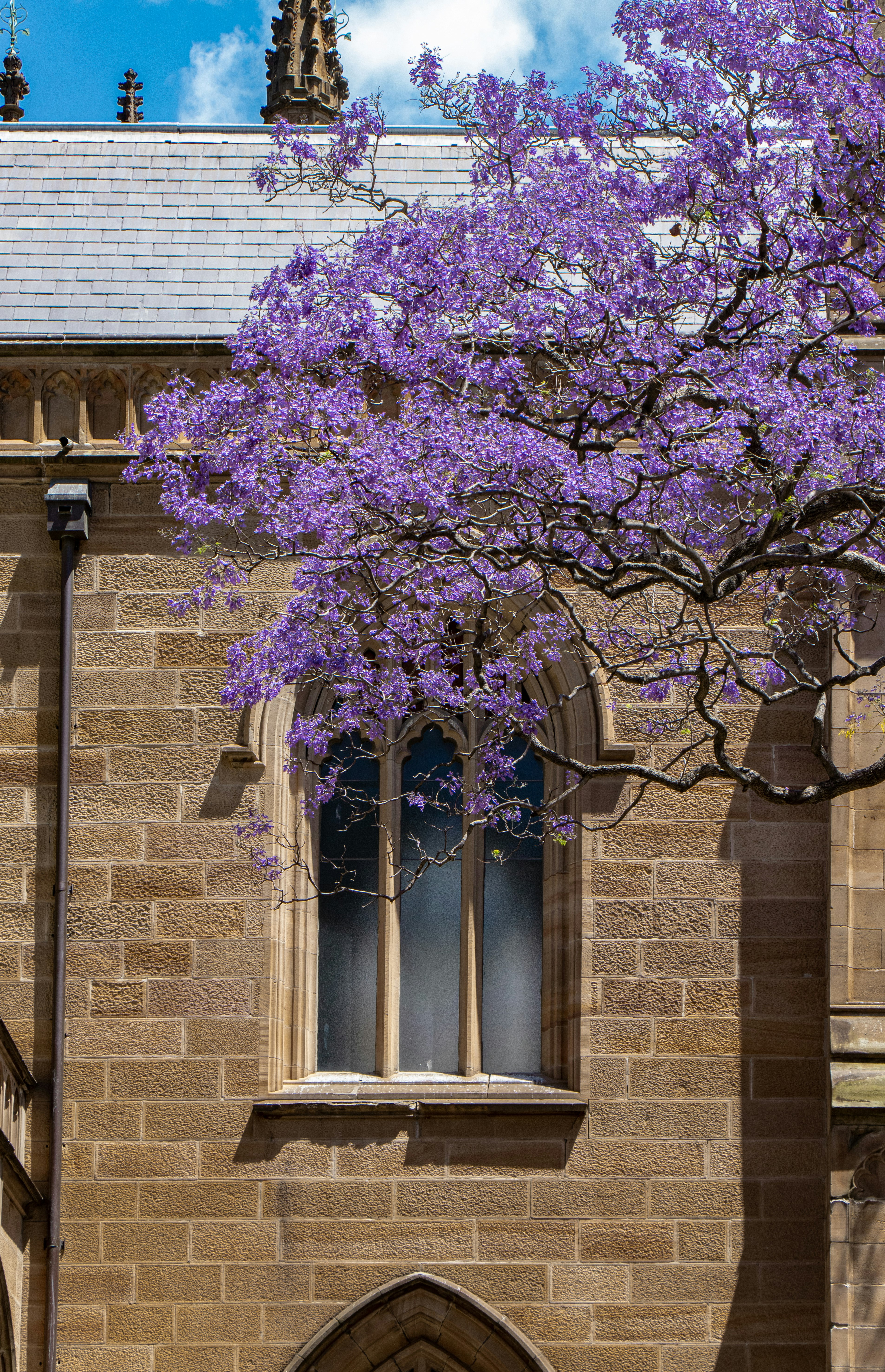 building near purple leaf tree during day